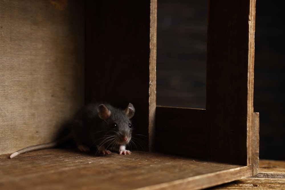 Rat Control Services Woking