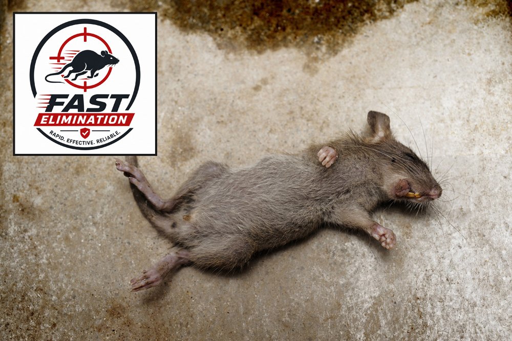 Omega fast rat elimination service in Woking
