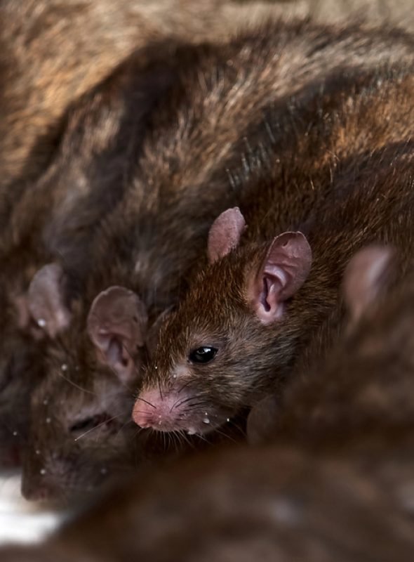 Rat Infestation Removal in Woking