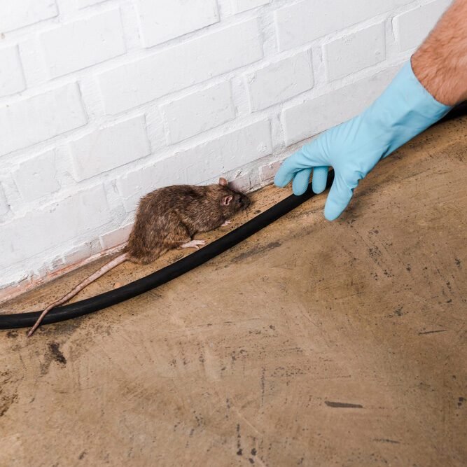 Professional Rat Extermination in Woking