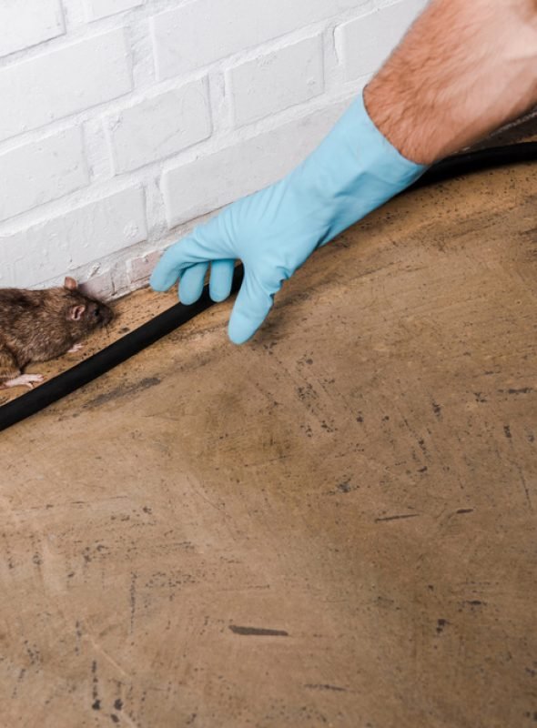 Professional Rat Extermination in Woking